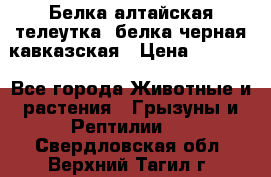 Белка алтайская телеутка, белка черная кавказская › Цена ­ 5 000 - Все города Животные и растения » Грызуны и Рептилии   . Свердловская обл.,Верхний Тагил г.